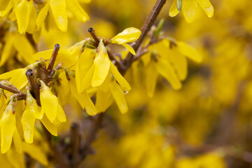 Yellow flowers sparkle with raindrops after a soft spring rain. Nature’s quiet beauty is captured in every petal, glowing with freshness, peace, and the magic of a new beginning.