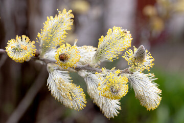 Spring Willow Flowers – Macro Photo of Blooming Catkins