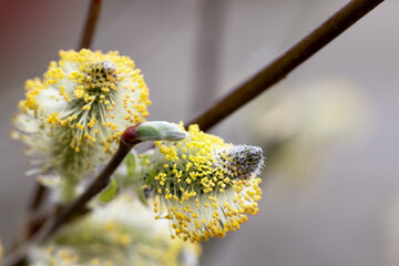 Macro Close-Up of Blooming Willow Flowers in Spring
