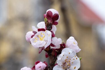 Spring Cherry Blossoms – Macro Photography of Blooming Flowers