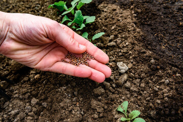 Gardener's hand with seeds, planting radish seeds in soil.