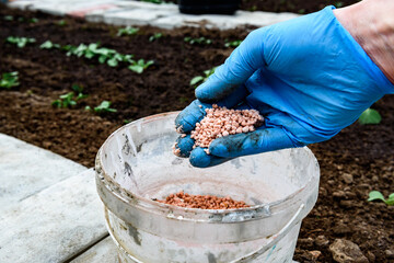 Gardener's hand fertilizing radish seedlings in the soil.