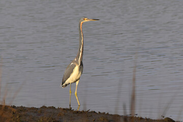 Great blue heron in the golden hour sunlight in a saltwater marsh. 