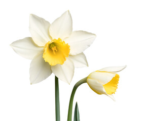 Fototapeta premium Exquisite Daffodils in Soft Pastel Rendering, A Botanical Illustration Capturing the Delicate Beauty of Spring Flowers in a Minimalist Style Art