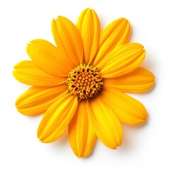 Bright Yellow Flower Closeup on White Background