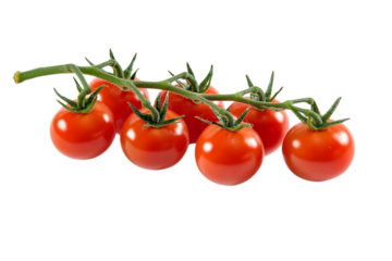 Fresh tomatoes on the vine on Png Format and Transparent Background