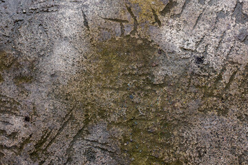 Concrete driveway or walkway surface with tool marks from ice removal and green moss or algae growth - Texture.