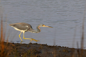Great blue heron in the golden hour sunlight in a saltwater marsh. 