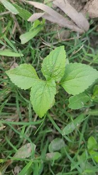 small tree growup into the nature