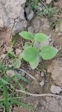 small tree growup into the nature