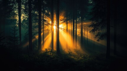 Obraz premium Sunlight streams through the trees creating an ethereal forest scene