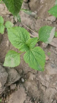 small tree growup into the nature