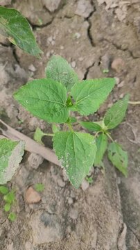 small tree growup into the nature