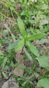 small tree growup into nature