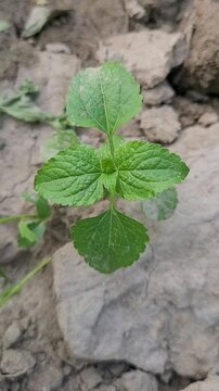 small tree growup into the nature