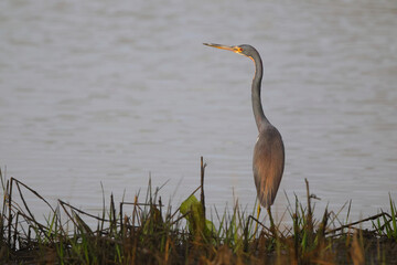 Great blue heron in the golden hour sunlight in a saltwater marsh. 