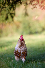 A chicken stands on grass with brown and white feathers, red comb, and wattles, outdoors against blurred green foliage