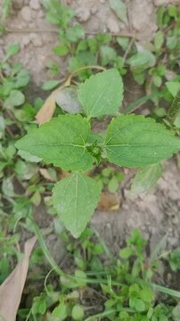 small tree growup into the nature