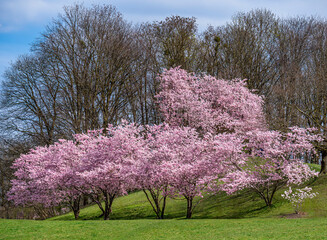Kirschbl&uuml;te im Fr&uuml;hling,  Japanische Bl&uuml;tenkirsche, Grannenkirsche, Orientalische Kirsche, Grannenkirschbaum, Japanischer Bl&uuml;tenkirschbaum (Prunus serrulata) in M&uuml;nchen, Bayern, Deutschland
