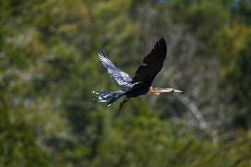 Anhinga in flight shaking off water droplets on a sunny day. 