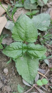 small tree growup into the nature