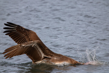 Fototapeta premium Comical brown pelican moving around on water in a saltwater marsh. 