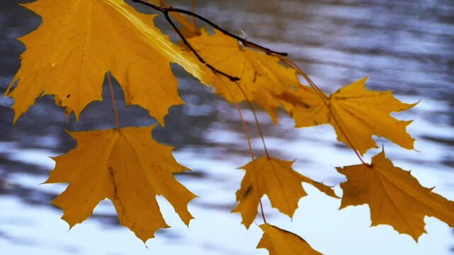 yellow maple leaves on the river background, autum