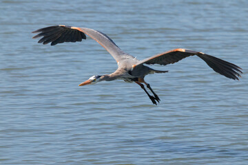 Great blue heron in fligh over saltwater marsh. 