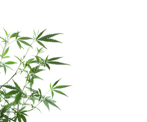 Fototapeta premium Single Green Leaf Isolated on Transparent Background