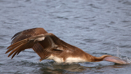 Fototapeta premium Brown pelican swimming in saltwater marsh eating gulping prey. 