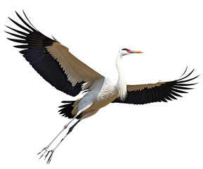 Fototapeta premium Majestic Crane in Flight, A Captivating Illustration of Elegance and Freedom, Showcasing Graceful Wings and Precise Detail in Every Feather with Perfect Balance