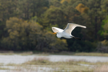 Majestic big white bird egret in flight on sunny spring day. 