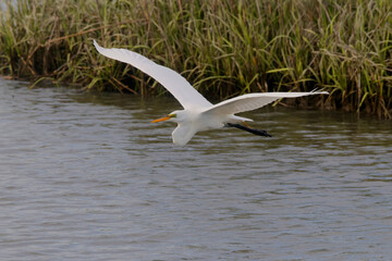 Majestic big white bird egret in flight on sunny spring day. 