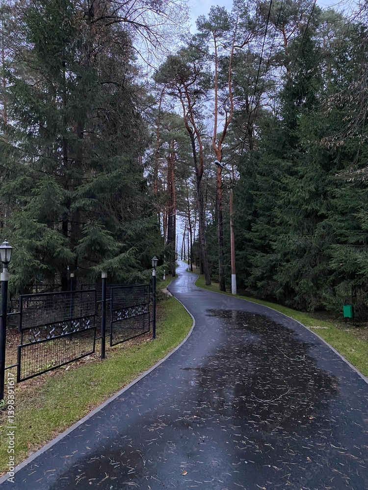 Poster a smooth, dark asphalt path winds through a lush, green forest. tall trees line both sides, creating