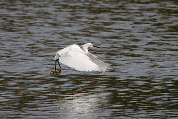 Majestic big white bird egret in flight on sunny spring day. 