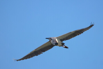 Fototapeta premium Little blue heron in flight on sunny spring day. 