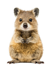 Fototapeta premium Curious quokka encounter australia animal portrait playfulness. Isolated on transparent background, png.