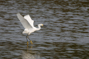 Majestic big white bird egret in flight on sunny spring day. 