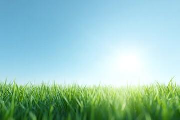 Fototapeta premium minimalistic clean image capturing first light of summer bright sunrays illuminate fresh green grass