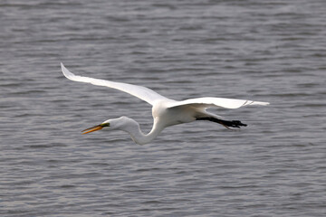 Majestic big white bird egret in flight on sunny spring day. 