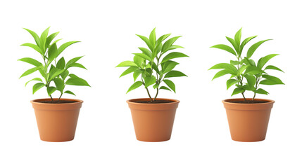 Fototapeta premium Three small green potted house plants display healthy growth isolated on a transparent background perfect for environmental concepts.
