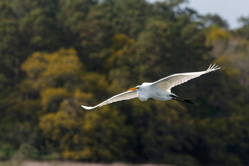 Majestic big white bird egret in flight on sunny spring day. 