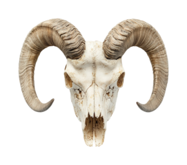 Intriguing animal skull display nature exhibit environment perspective. Isolated on transparent background, png.