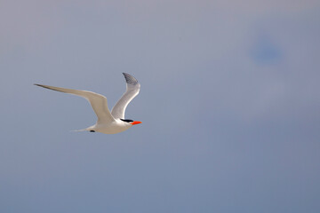Common tern seashore bird in flight on sunny day. 