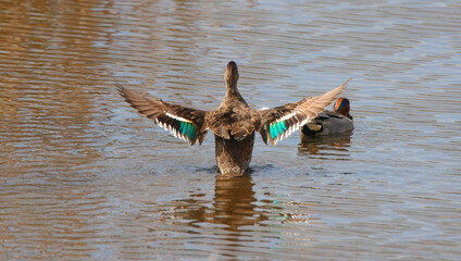 Green winged teal duck standing up, showing colorful feathers on pond. 