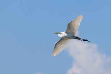 Majestic big white bird egret in flight on sunny spring day. 
