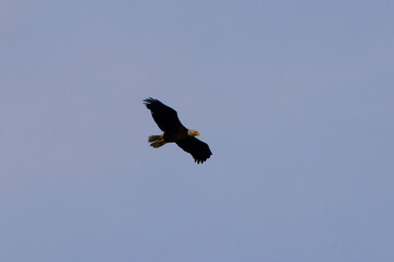 Little blue heron in flight on sunny spring day against blue sky. 