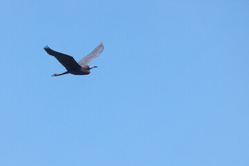 Little blue heron in flight on sunny spring day. 