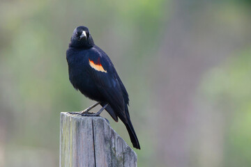 Curious redwing blackbird perched against blurry background. 