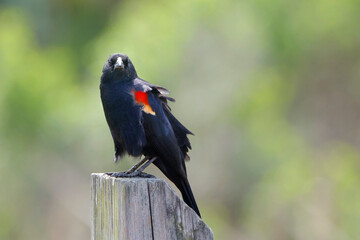 Curious redwing blackbird perched against blurry background. 